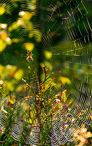 网上的红蜘蛛在美丽的树叶散景上