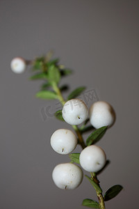 白色圆形 Gaultheria 水果特写植物背景家庭杜鹃花高品质大尺寸印刷品家居装饰商店墙壁海报