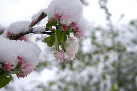 春天树花摄影照片_春天的雪覆盖着新鲜的粉红色苹果树花
