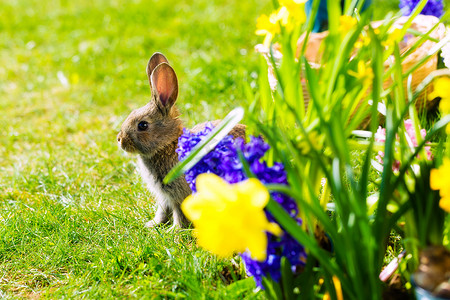复活节兔子在草地上等待