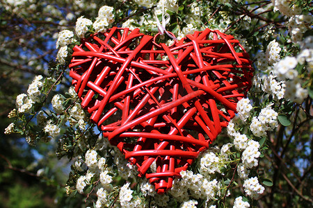 爱心贺卡摄影照片_雪莓丛中的一颗红心