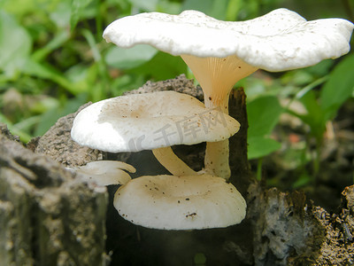 土壤阳光摄影照片_印度肉质小白色蘑菇真菌在阳光下生长在野生热带潮湿森林地区地面土壤（其食物来源）上方的树干上。