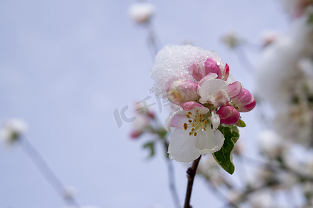 春天树花摄影照片_春天的雪覆盖着新鲜的粉红色苹果树花