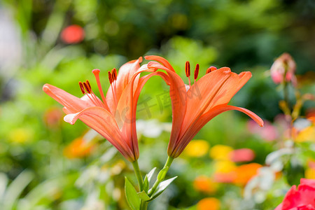 两朵喇叭藤或喇叭藤（Campsis radicans）花，称为牛痒或蜂鸟藤，有种子和叶子。
