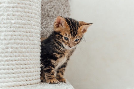 年轻的大理石纹孟加拉小猫坐在猫屋的软猫架上。