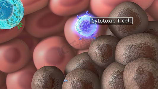 相关摄影照片_3D医学例证细胞毒性T细胞和辅助T细胞破坏应激相关分子