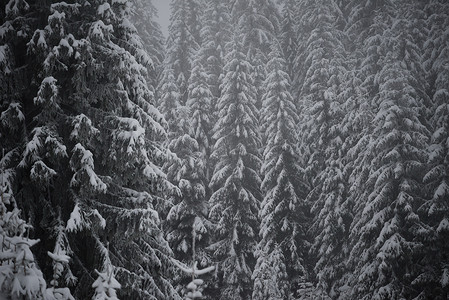圣诞树木摄影照片_覆盖着新雪的圣诞常青松树