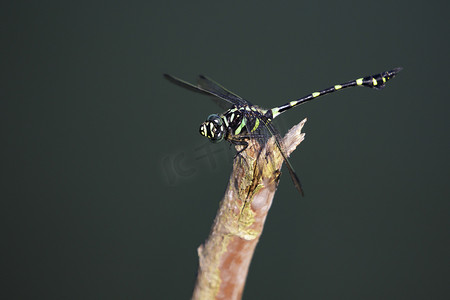 蜻蜓背景摄影照片_干胸罩上的蜻蜓科蜻蜓 (Ictinogomphus Decoratus) 的图像