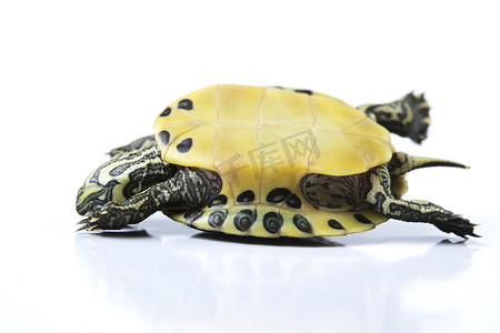 乌龟，egzotic 自然色调概念