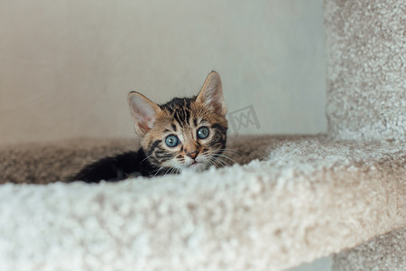 大理石纹摄影照片_年轻的大理石纹孟加拉小猫坐在猫屋的软猫架上。