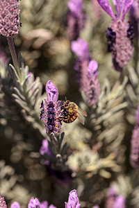 花贝壳摄影照片_蜜蜂，意大利蜜蜂