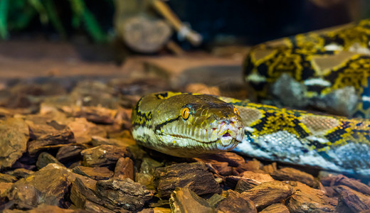 网状蟒蛇头特写，美丽的黄眼蛇脸，棕色和黄色的蛇，亚洲流行的爬行动物
