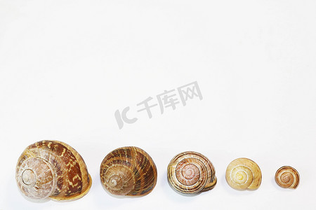 空蜗牛壳的集合