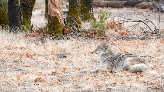 森林郊狼摄影照片_野狼动物、郊狼或者coywolf，优胜美地森林野生生物，加利福尼亚动物区系