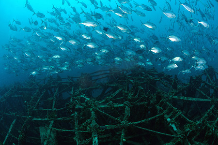 马来西亚卡帕莱马布岛人工鱼礁上的杰克鱼群