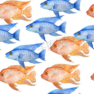 水彩手绘无缝图案插图红色德克萨斯和电蓝色慈鲷淡水鱼。