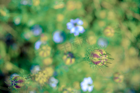 大马士革摄影照片_花坛中蓝色花朵深浅不同的黑种草大马士革开花植物