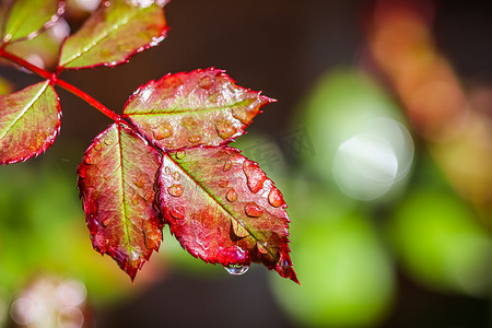 红色背景金色雨滴摄影照片_秋天的花园里有雨滴的红玫瑰叶。