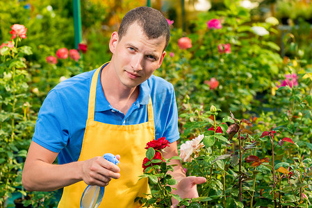 一位年轻的园丁在他最喜欢的玫瑰花上撒上水