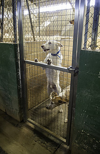狗笼子摄影照片_被遗弃和关在笼子里的狗