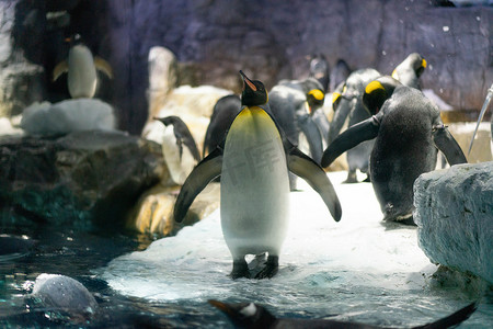 大阪凯伊水族馆的巴布亚企鹅和王企鹅族群