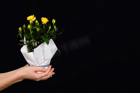 手里拿着一小丛黄玫瑰，放在一个孤立在黑色背景上的花盆里。