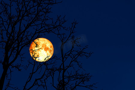 满月虫月回到夜空中的剪影植物和树木