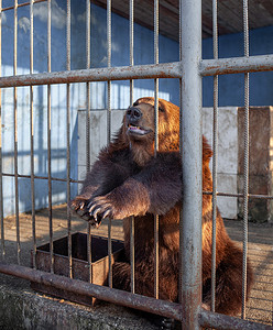 悲伤的熊在动物园的动物笼子里。野熊的鼻子穿过动物