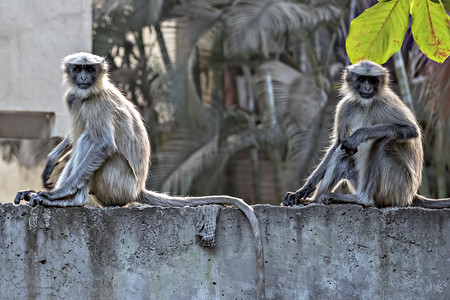 两只成年猴子坐在墙上，盯着镜头