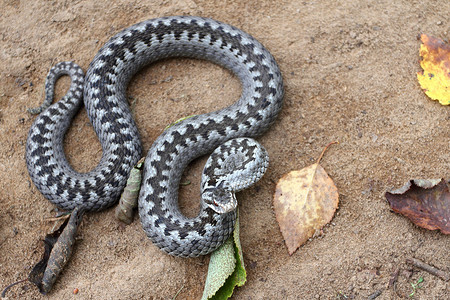 毒蛇摄影照片_灰毒蛇或加法毒蛇在棕色春土上以针织方式卷成攻击或防御姿势