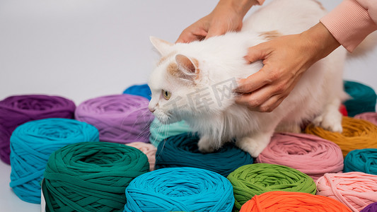 一团猫摄影照片_一只毛茸茸的白鳕猫在五颜六色的棉线团中的特写镜头。