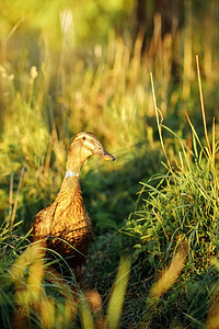 金色的鸭子走在金色的草地上