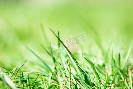 鲜绿明亮的春草，阳光明媚，背景模糊，选择性聚焦，夏季自然概念背景