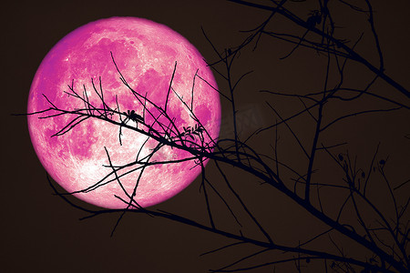 月亮鲜花摄影照片_超级粉红海狸月亮在黑暗的天空和剪影干树上