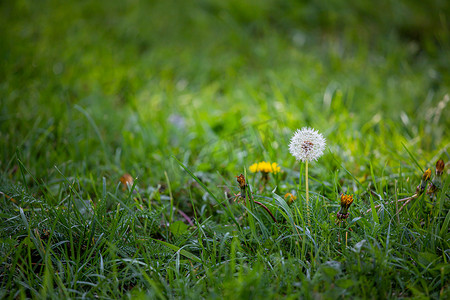 蒲公英竖版摄影照片_绿色秋天草坪上的蒲公英花