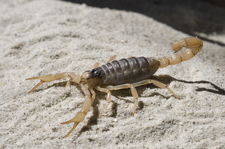 沙滩上的蝎子