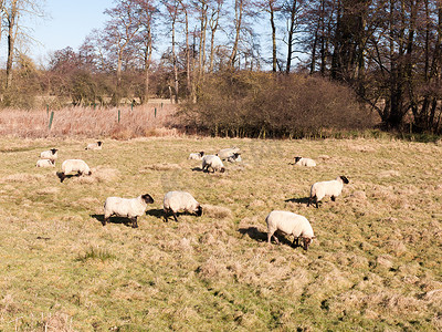 夏春田野中休息放牧吃草的羊的特写