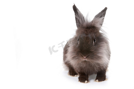 一只小兔子摄影照片_白色背景上的一只小兔子