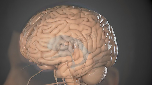 人脑的结构和功能