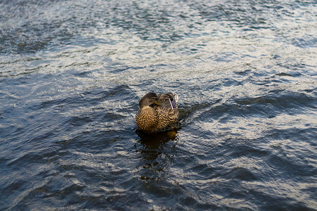一只雄性美丽的鸭子在河里游泳。