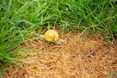 草地上的葡萄园蜗牛，上面有水滴