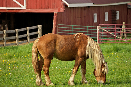 一头雄性亚麻栗马种马小马在牧场草地上吃草，背景是红色谷仓