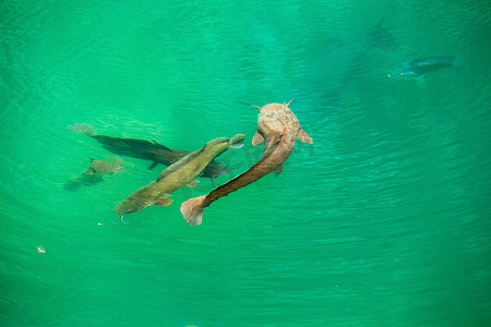 绿湖中的鲶鱼克拉里亚是它们的自然栖息地