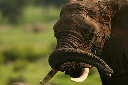 动物的背景大图摄影照片_非洲博茨瓦纳大草原上的野象（Elephantidae）