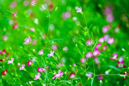 花园里色彩缤纷的美丽粉色满天星精品花