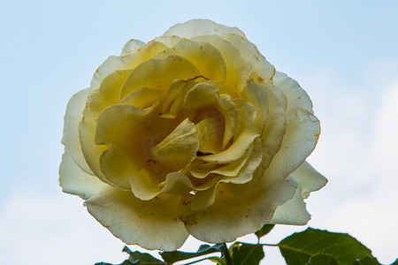 美丽的玫瑰色彩缤纷（花瓣、叶子、花蕾和开放的花朵）