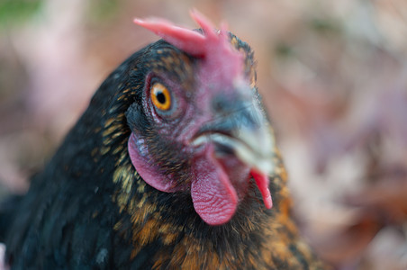 一只黑母鸡的特写，一只惊讶的母鸡看起来有橙色的眼睛