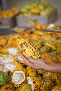 泰国，可可豆荚被切开，里面可可豆