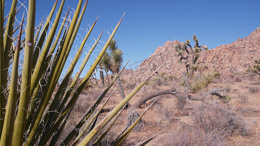 沙漠植物，仙人掌在约书亚树国家公园，加利福尼亚谷原野