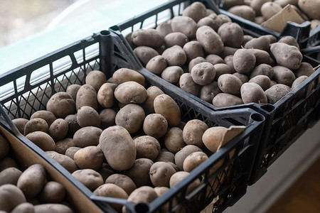 发芽土豆摄影照片_用于种植的发芽土豆放在黑色塑料盒中。